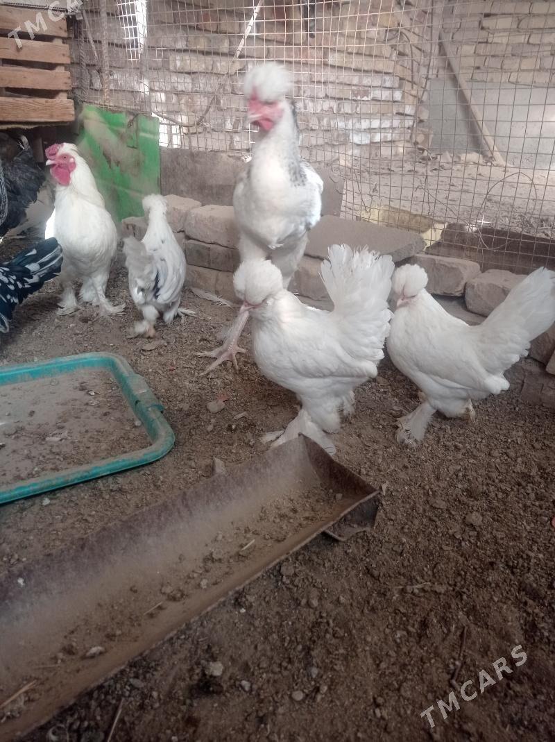 karlik towuk - Çärjew - img 4