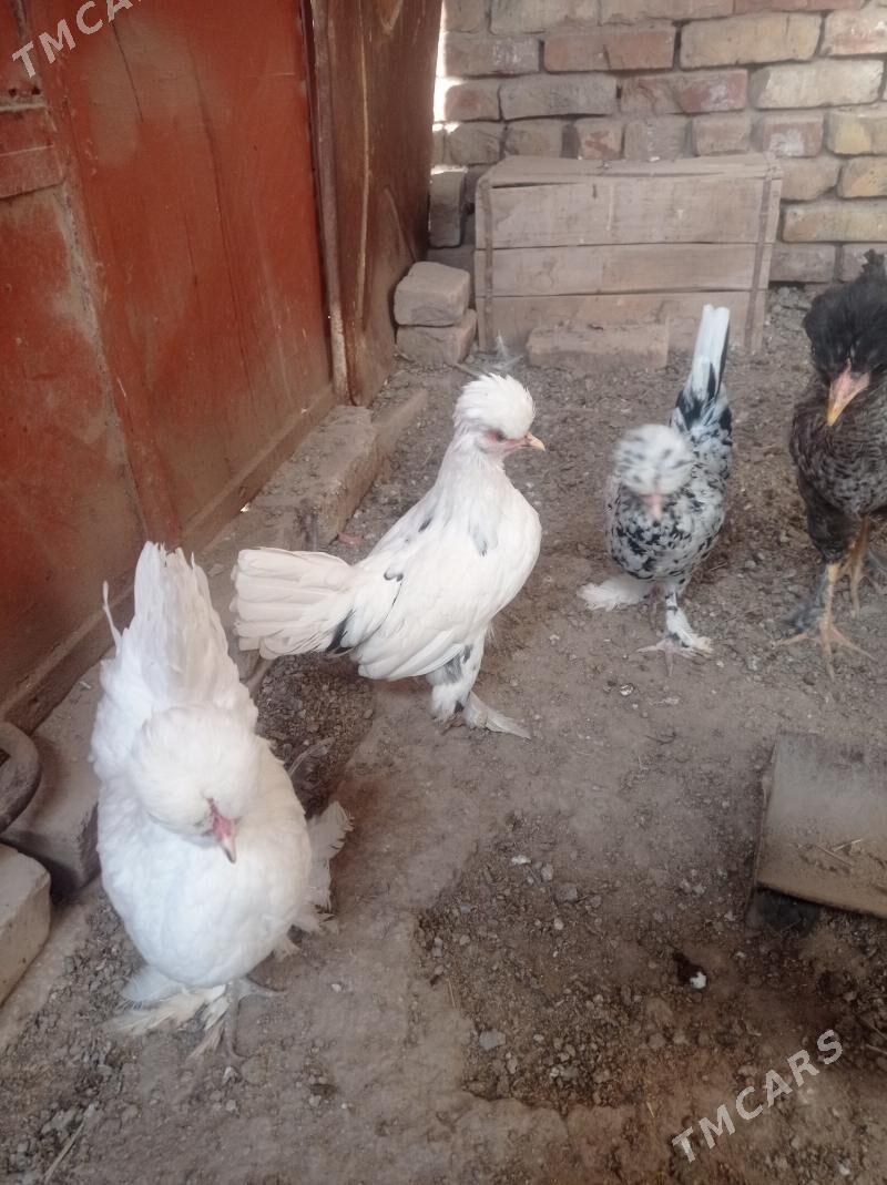 karlik towuk - Çärjew - img 1