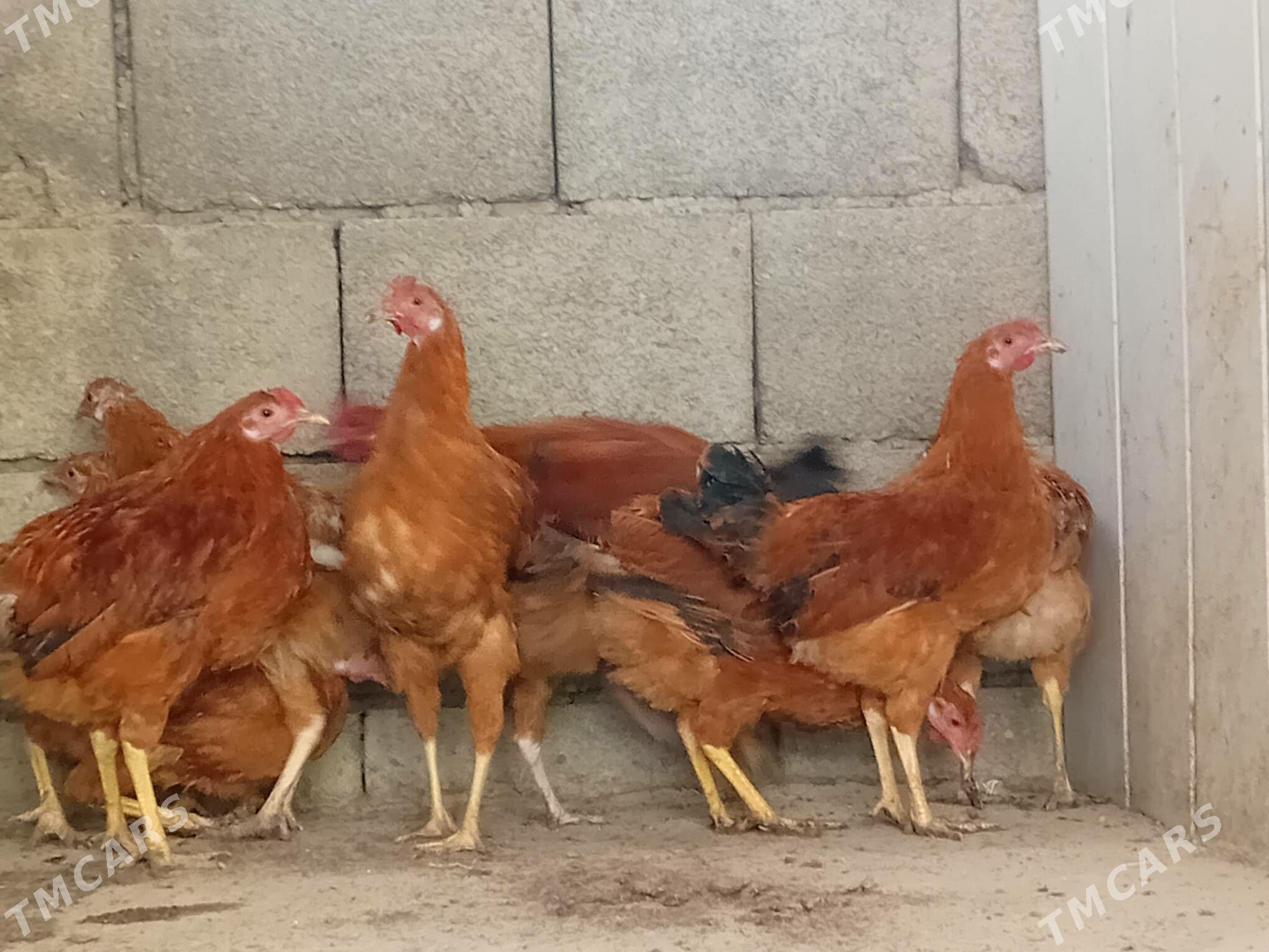 Horazlar - Гызыларбат - img 2