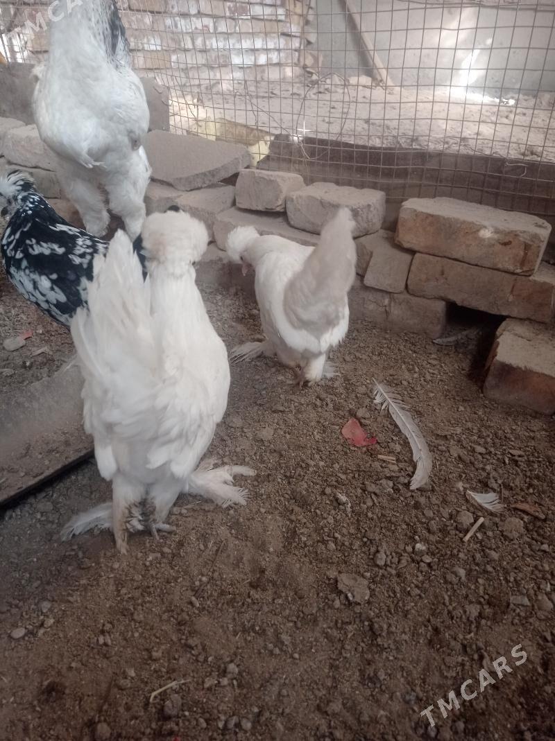 karlik towuk - Çärjew - img 3