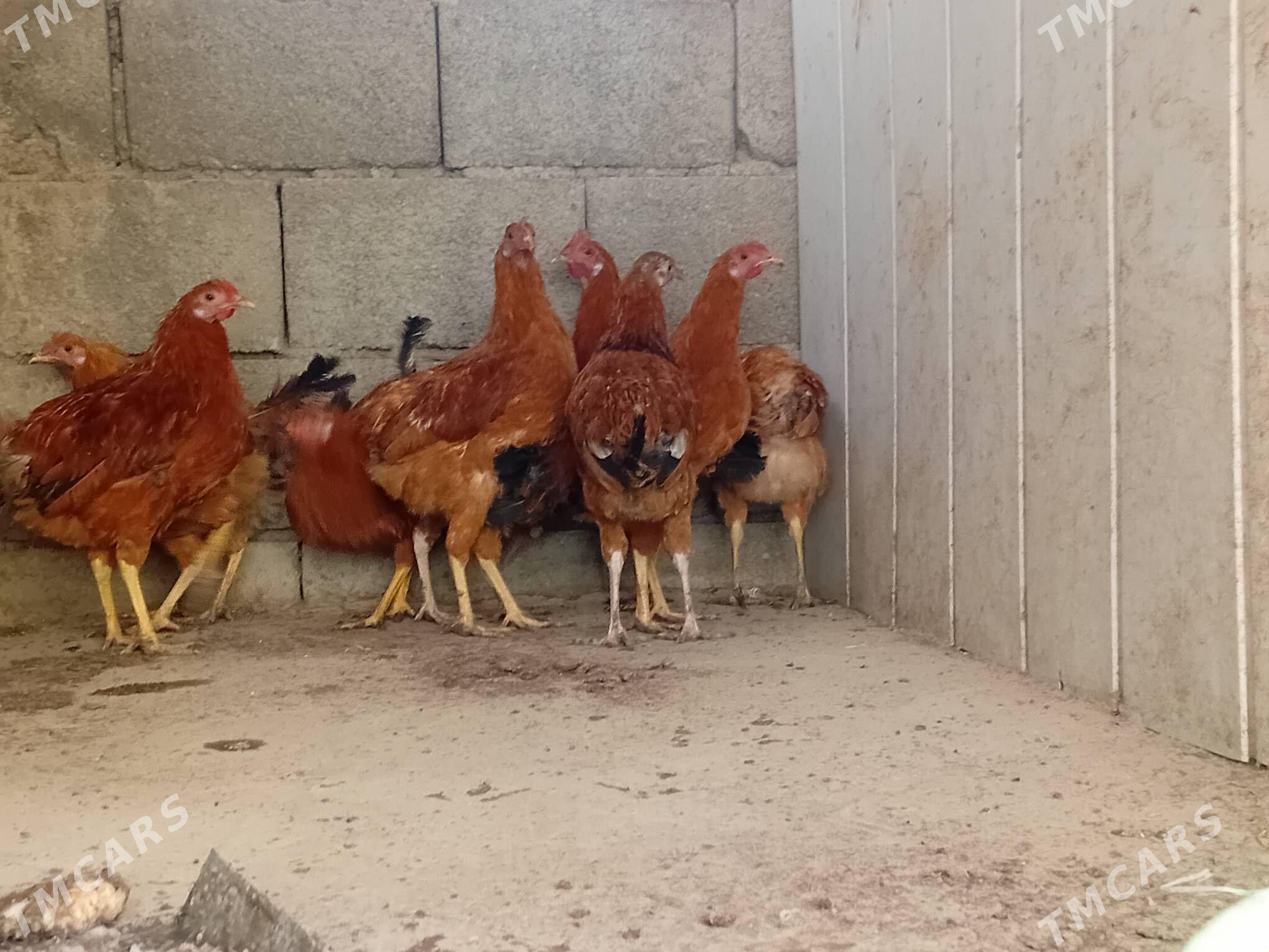 Horazlar - Гызыларбат - img 3