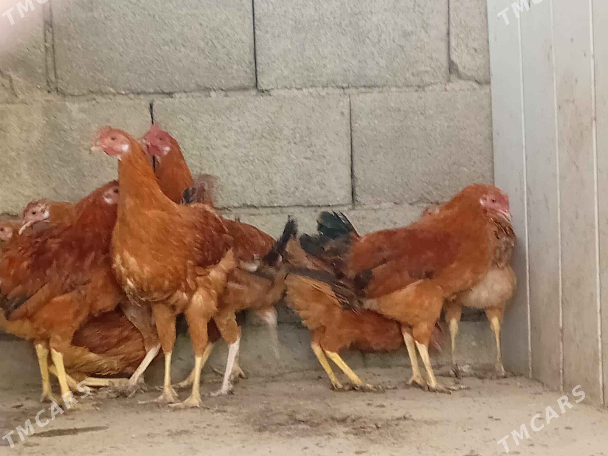 Horazlar - Гызыларбат - img 1