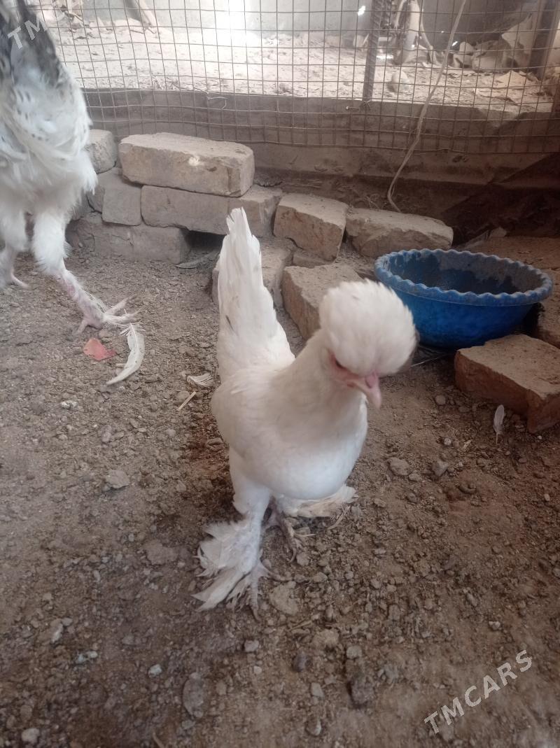 karlik towuk - Çärjew - img 2