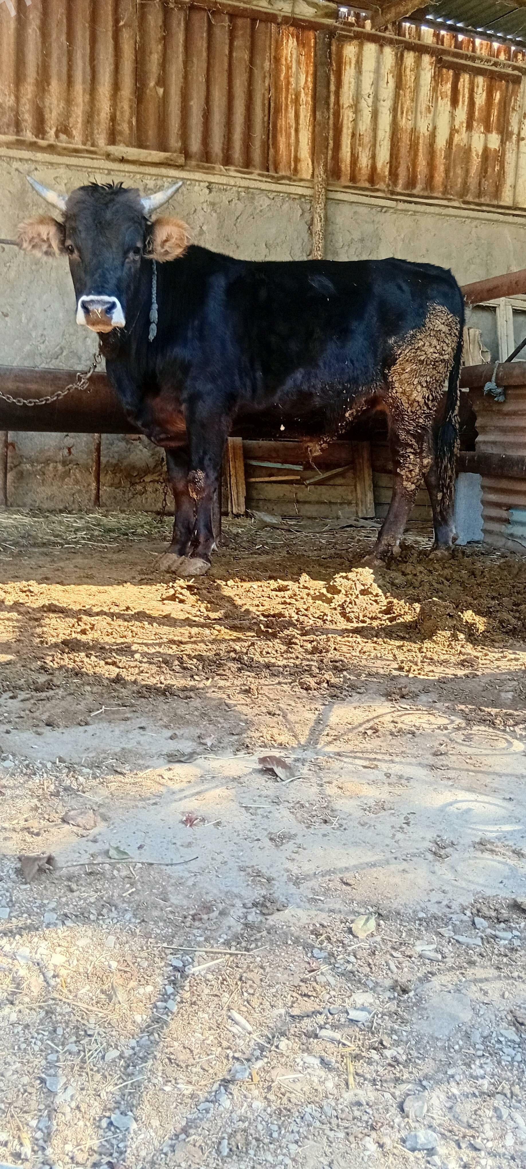 bakylan öküz - Bäherden - img 3