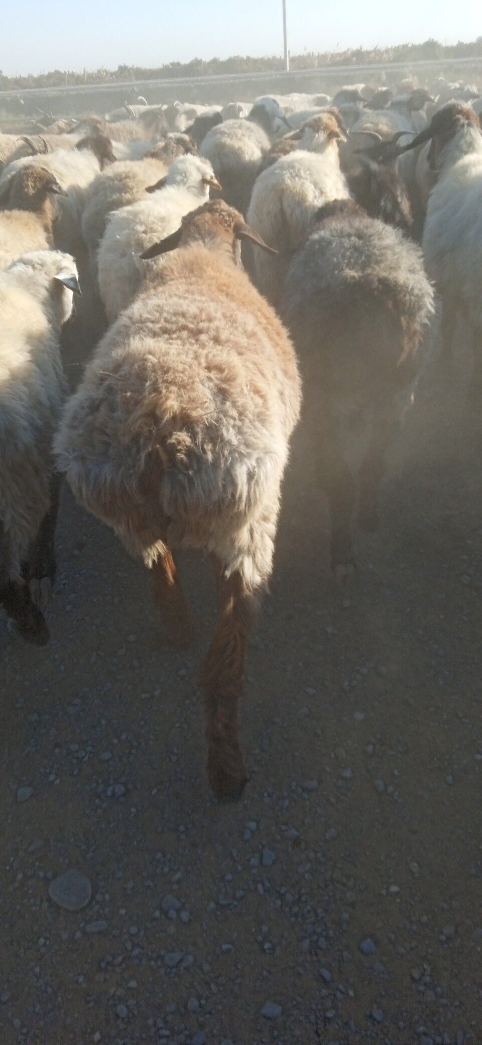 gısar goyun - Гёкдепе - img 4