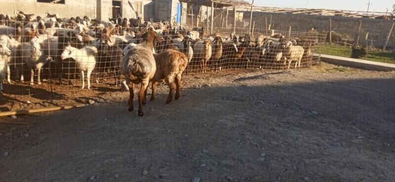 gısar goyun - Гёкдепе - img 3