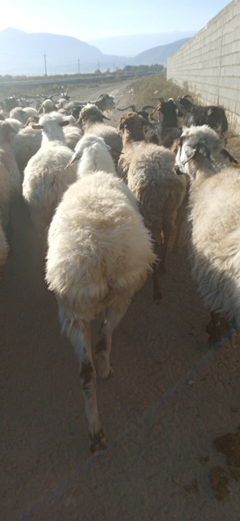 gısar goyun - Гёкдепе - img 5