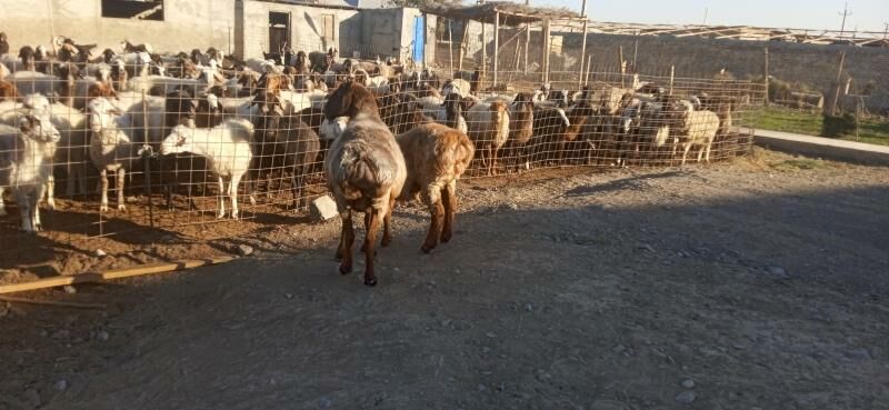 gısar goyun - Гёкдепе - img 2