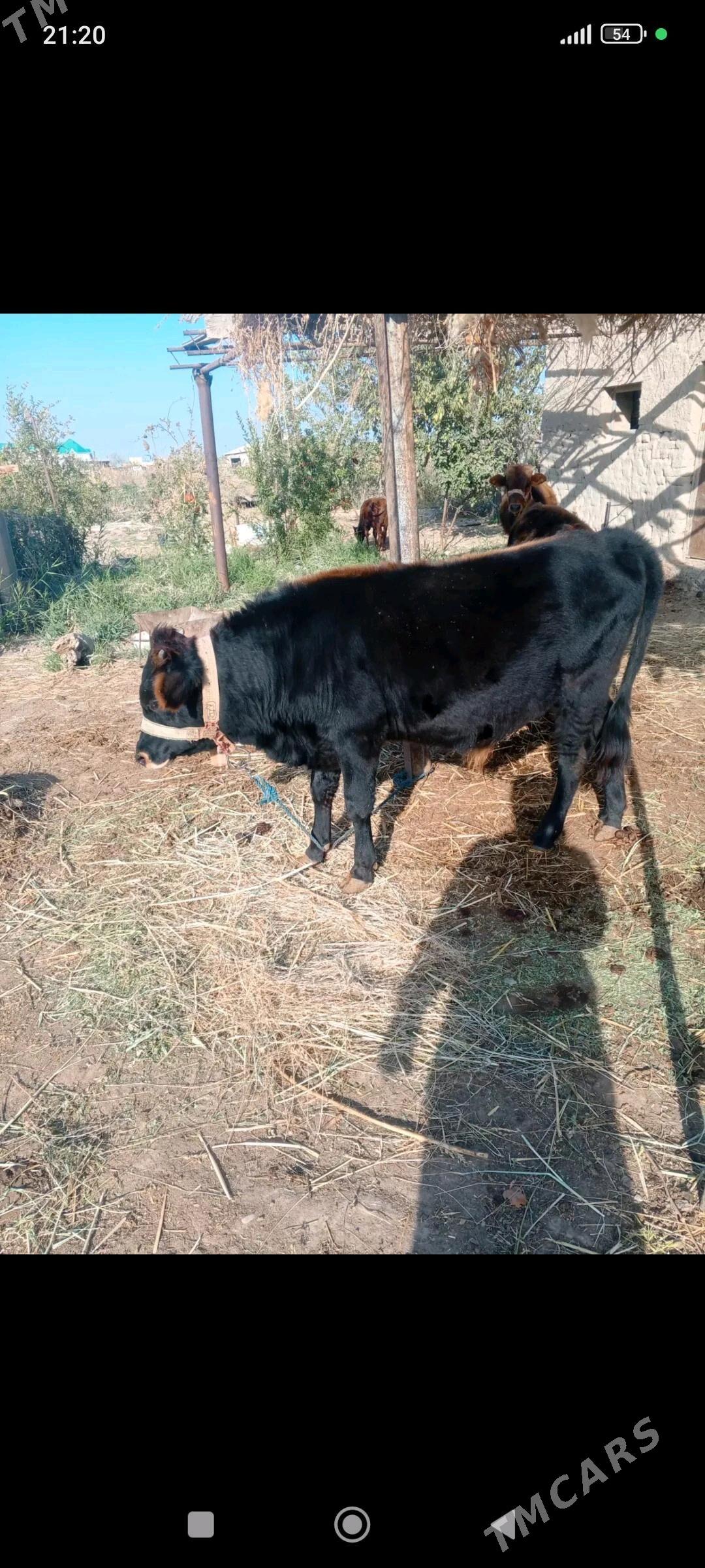 öküzçe - Ýolöten - img 1