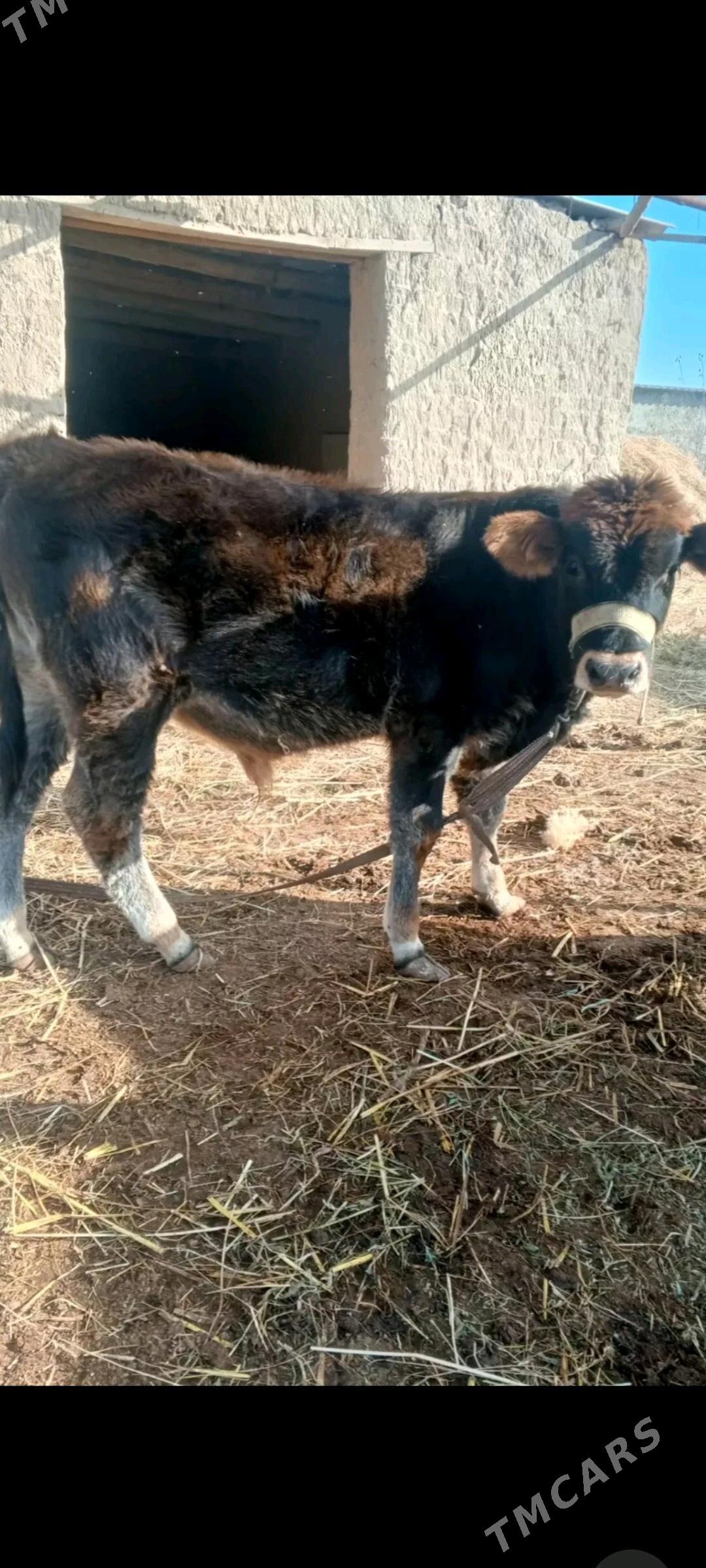 öküzçe - Ýolöten - img 3