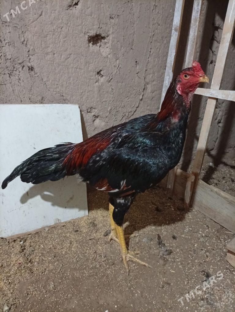 хораз - Шабатский этрап - img 4