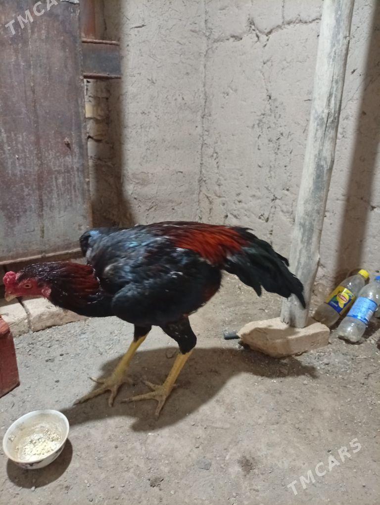 хораз - Шабатский этрап - img 1