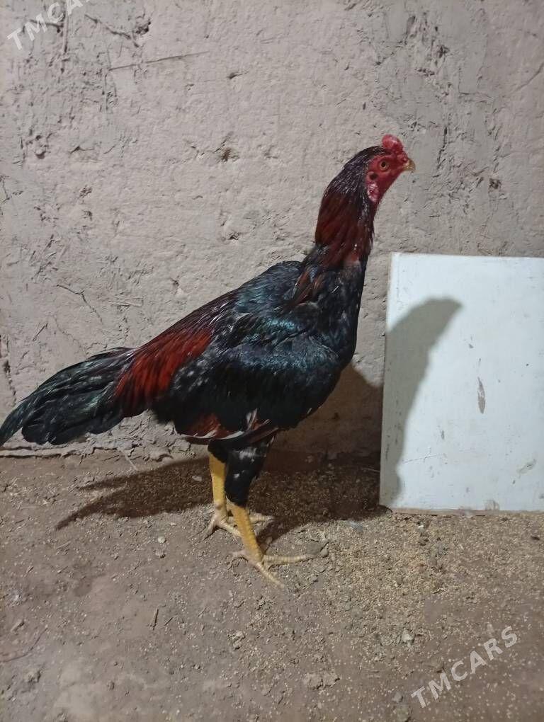 хораз - Шабатский этрап - img 2