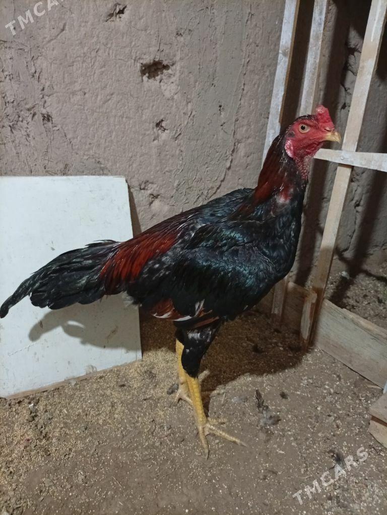 хораз - Шабатский этрап - img 3