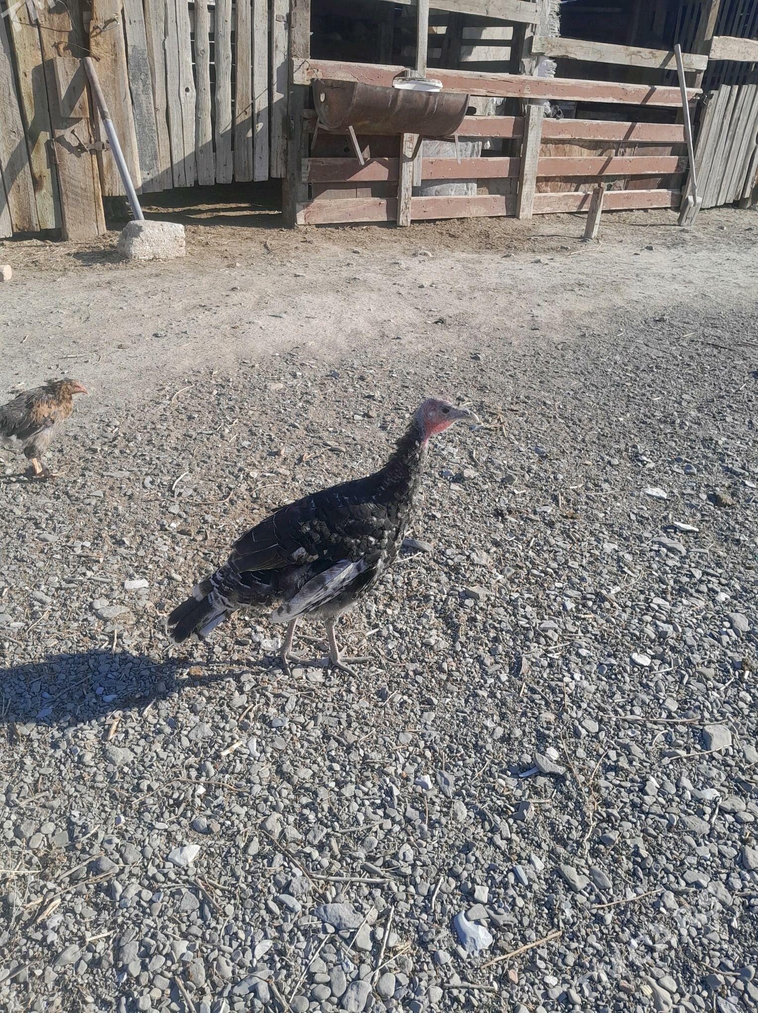 induk - Bereket - img 2