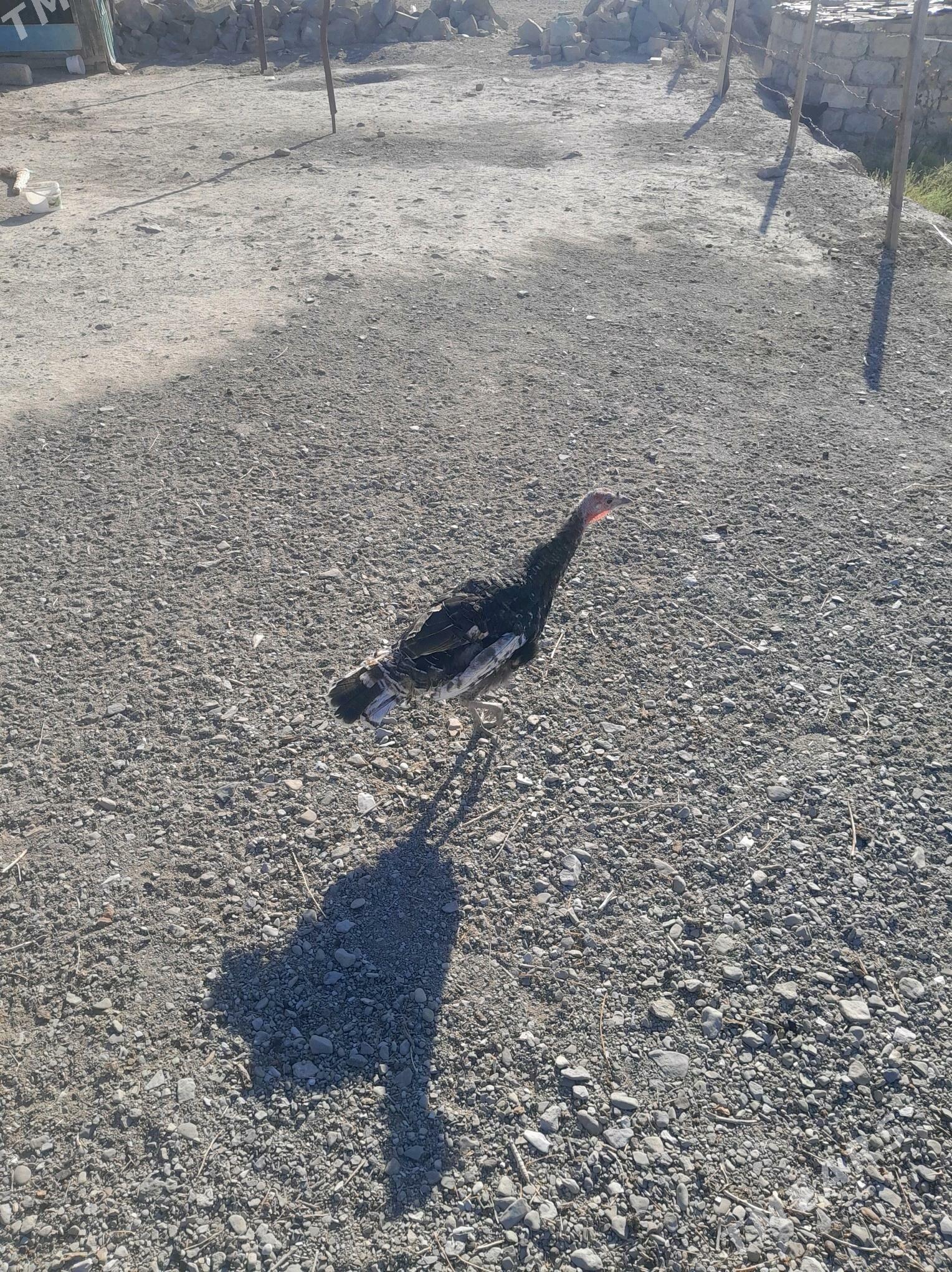 induk - Bereket - img 4