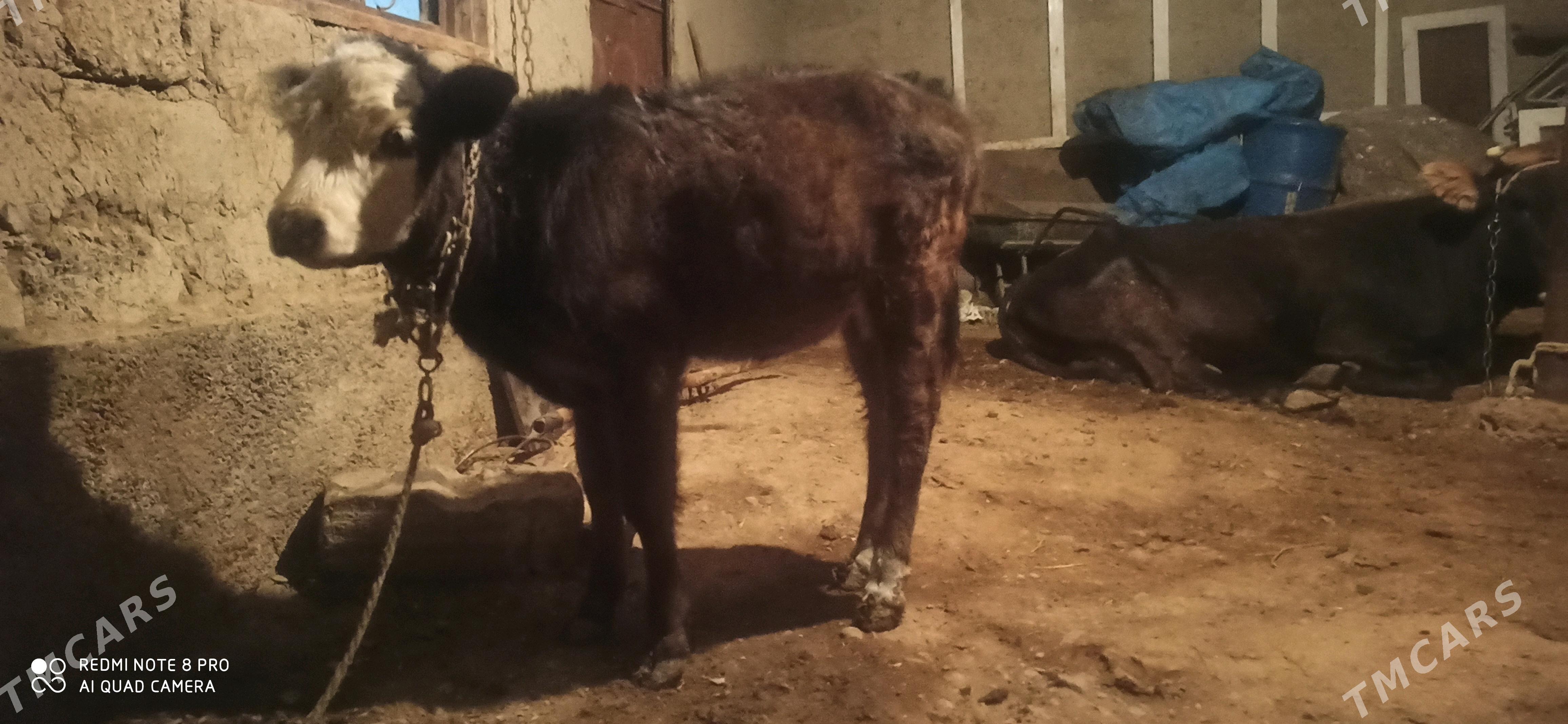 Tüwe - Gökdepe - img 1