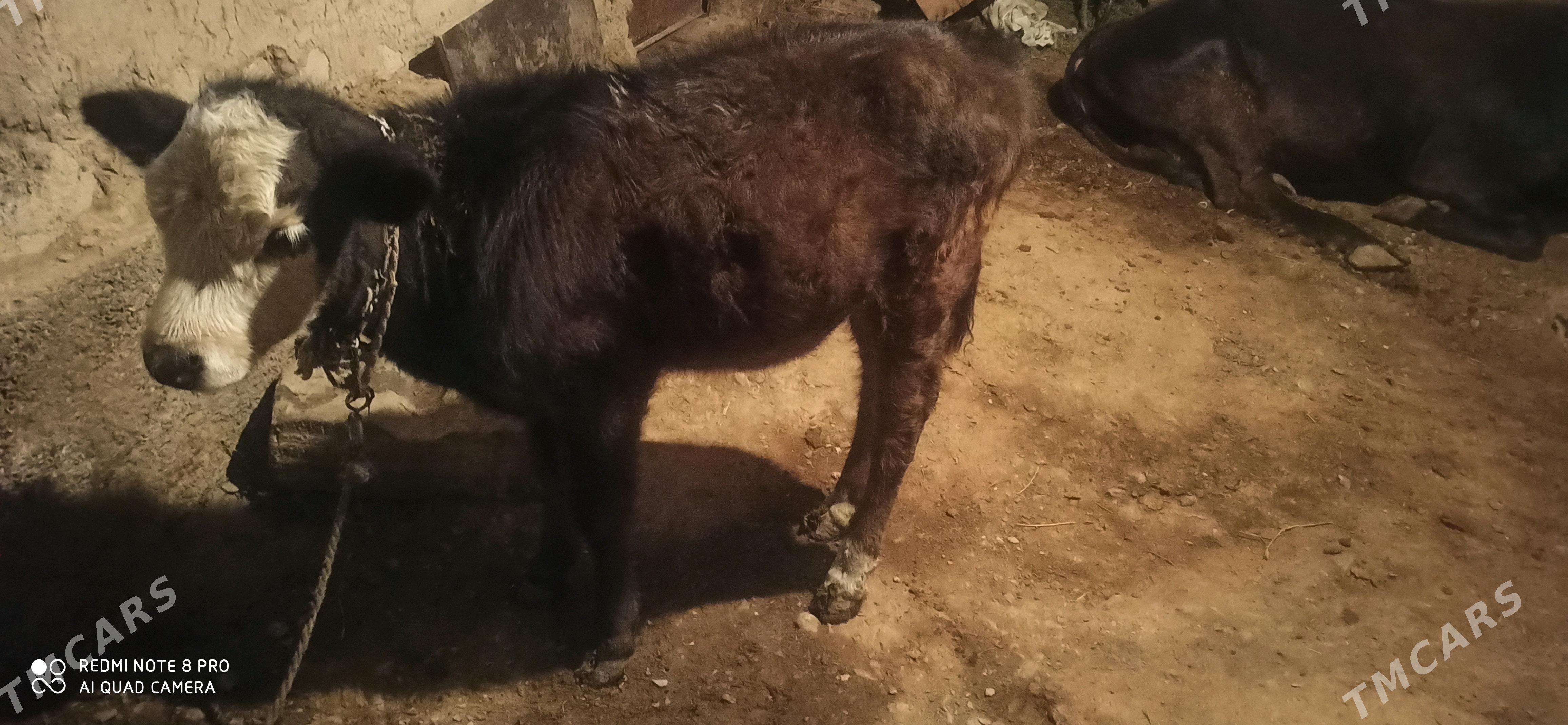 Tüwe - Gökdepe - img 2