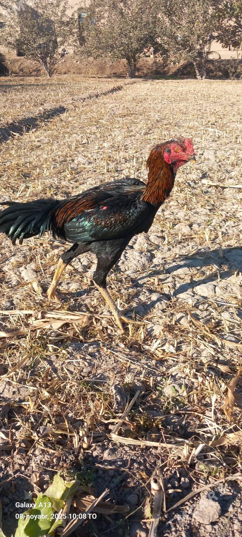 horaz - Şabat etr. - img 2