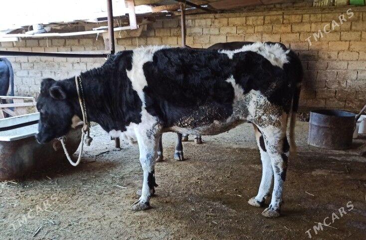 sygyr tüwe - Änew - img 2