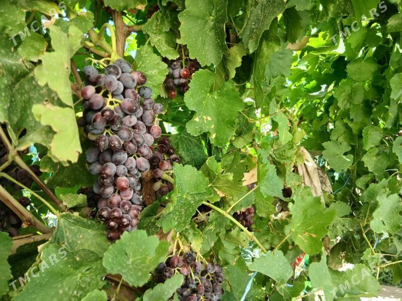 jay, жай - Дашогуз - img 4