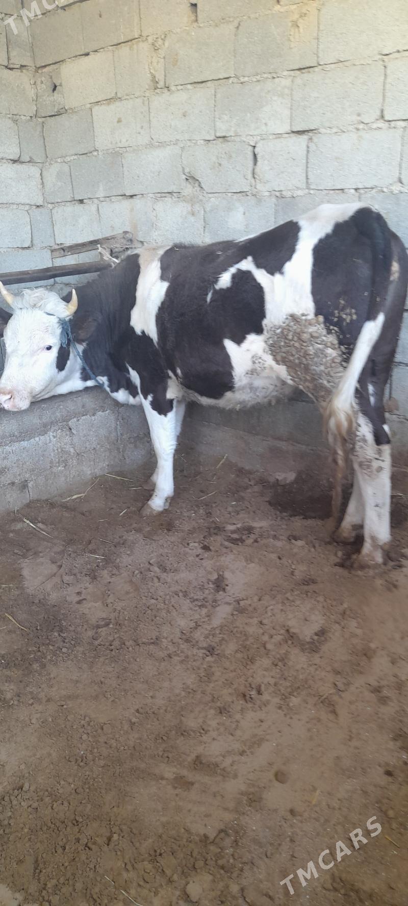 bogaz tüwe - Gökdepe - img 2