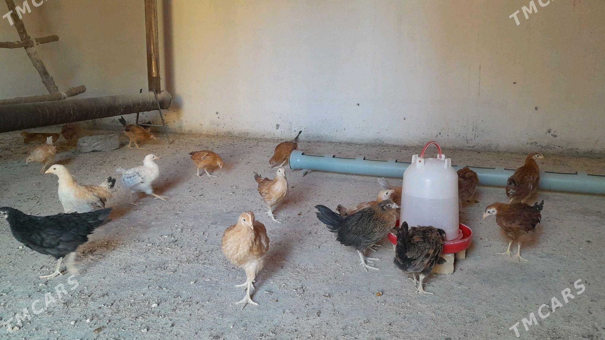 jüÿje - Gökdepe - img 2