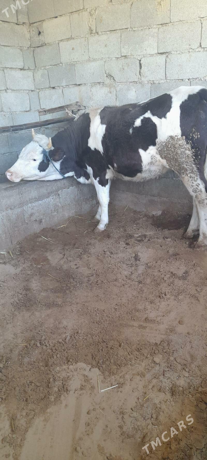 bogaz tüwe - Gökdepe - img 3