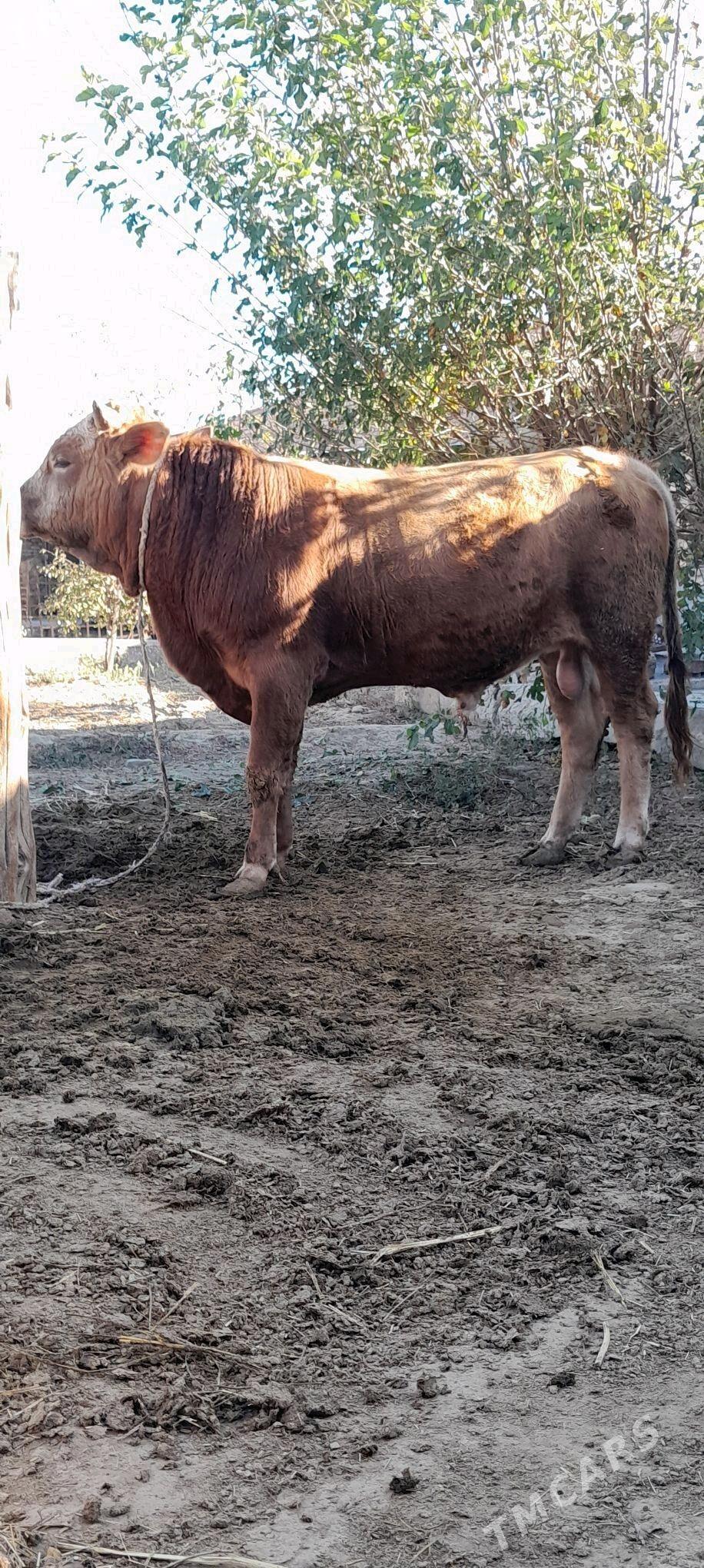 okiz - Bäherden - img 2