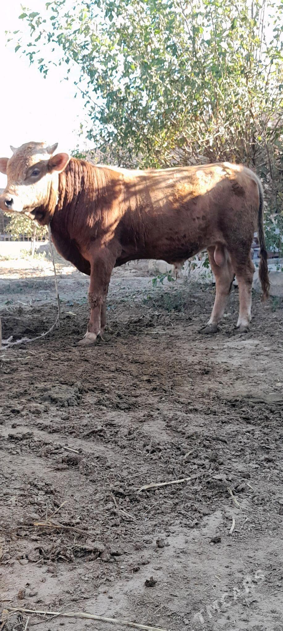 okiz - Bäherden - img 3