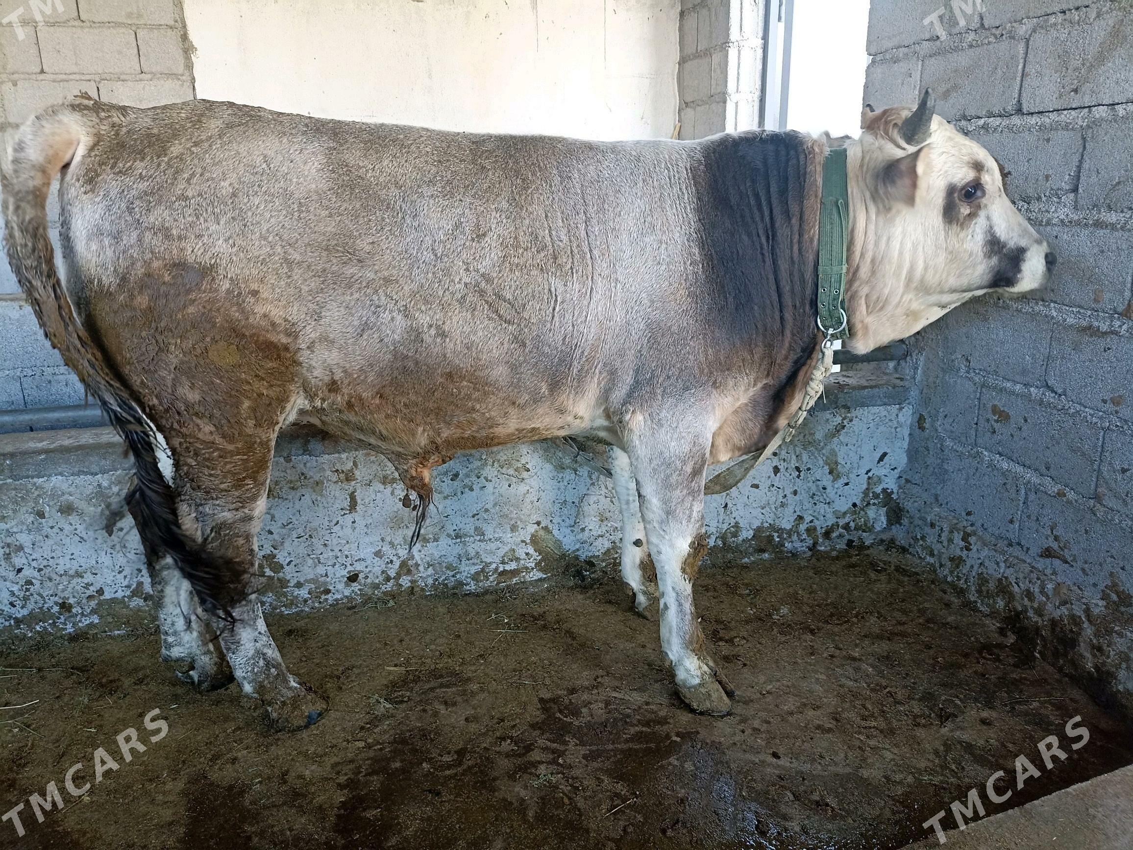 ökuz - Gypjak - img 1