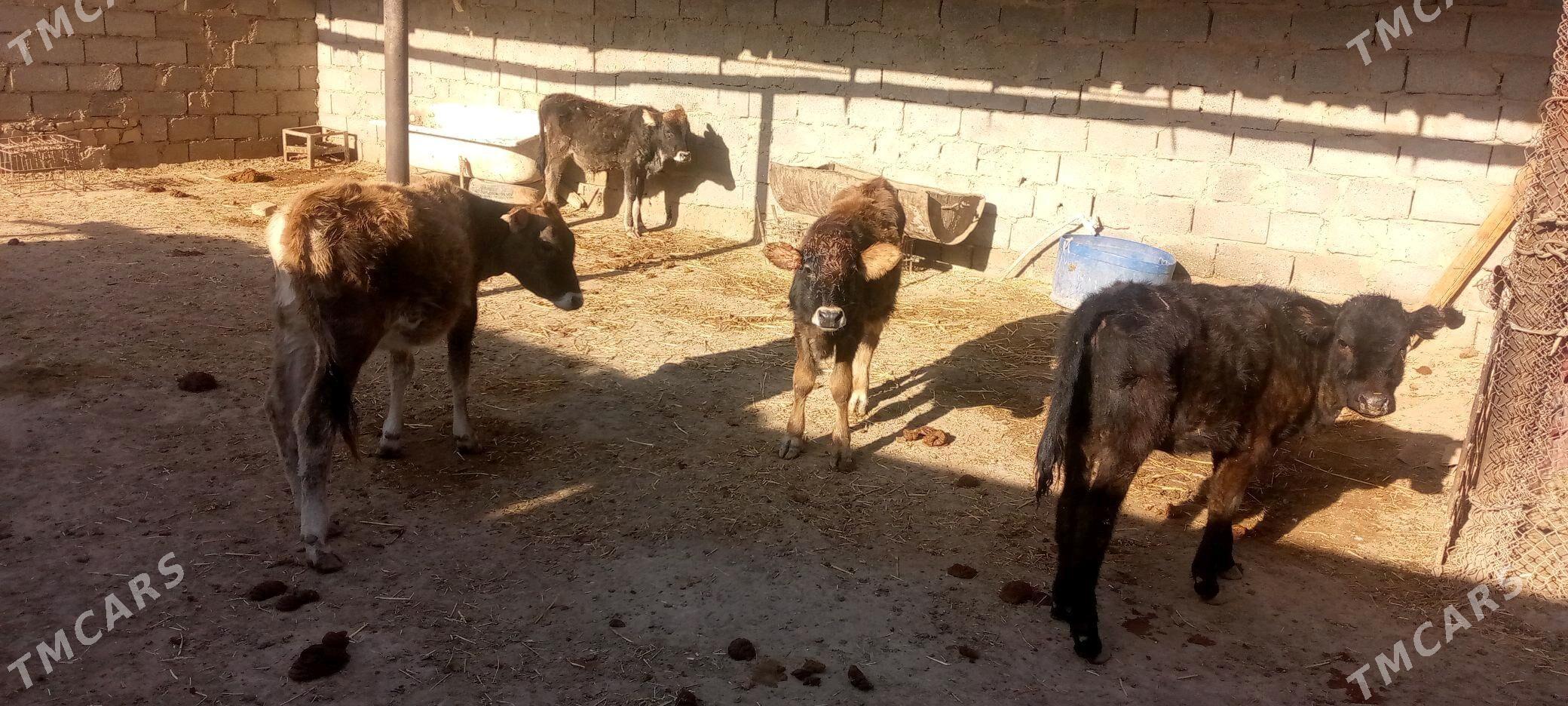 okuzce gacar - Балканабат - img 1