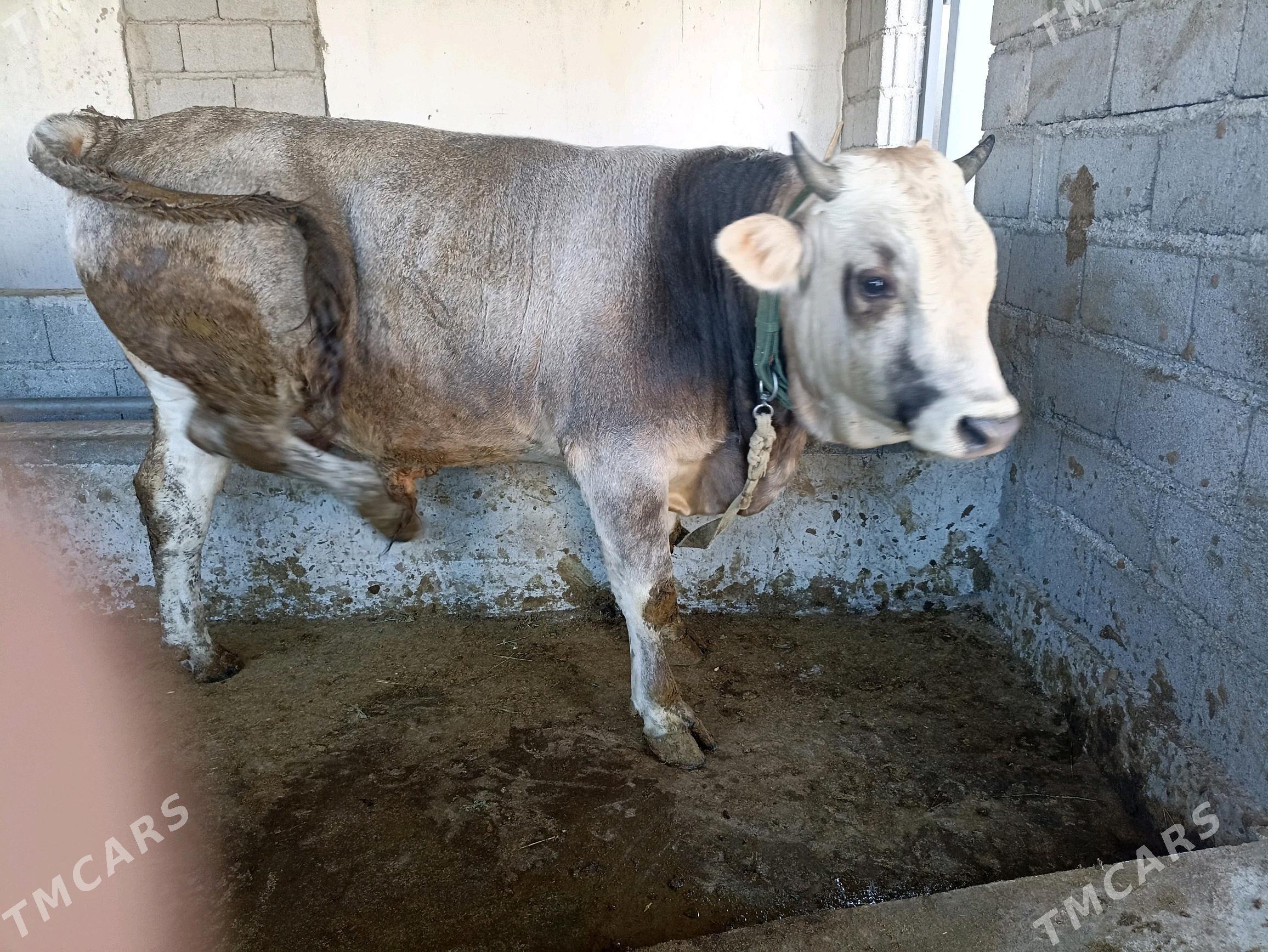 ökuz - Gypjak - img 2