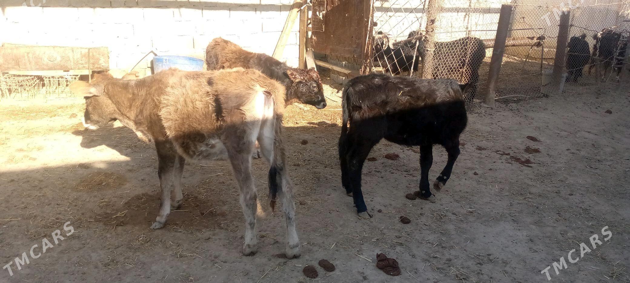 okuzce gacar - Балканабат - img 2