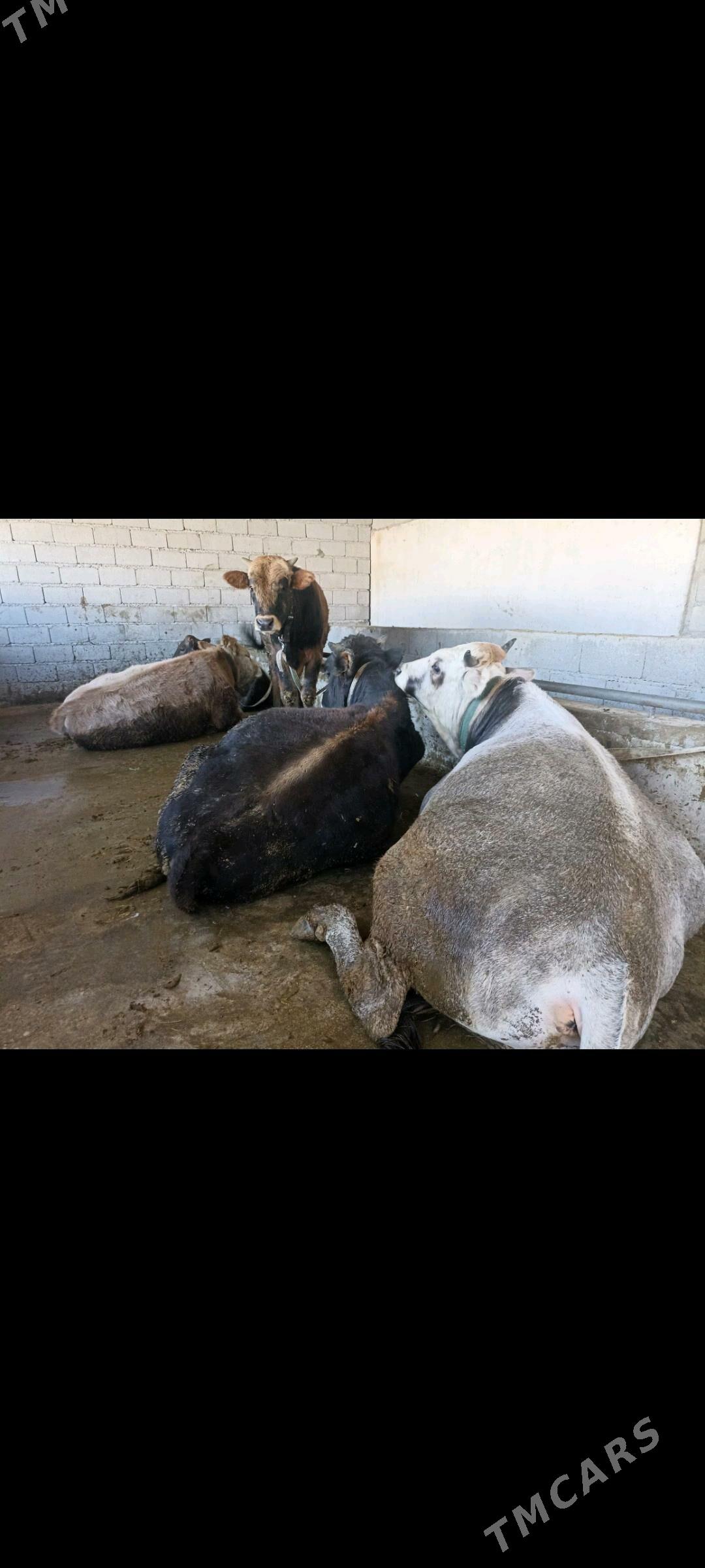 ökuz - Gypjak - img 3