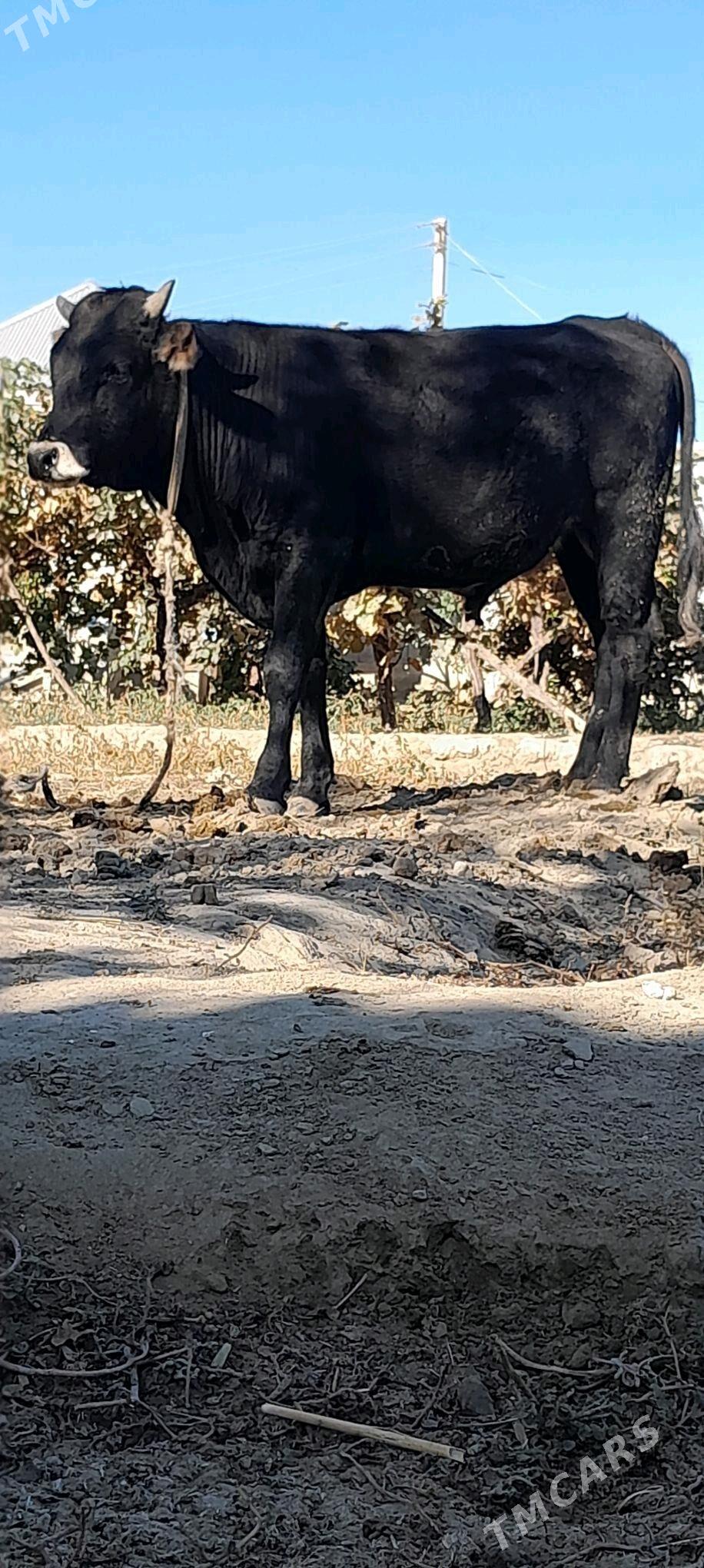 Ökiz - Bäherden - img 2