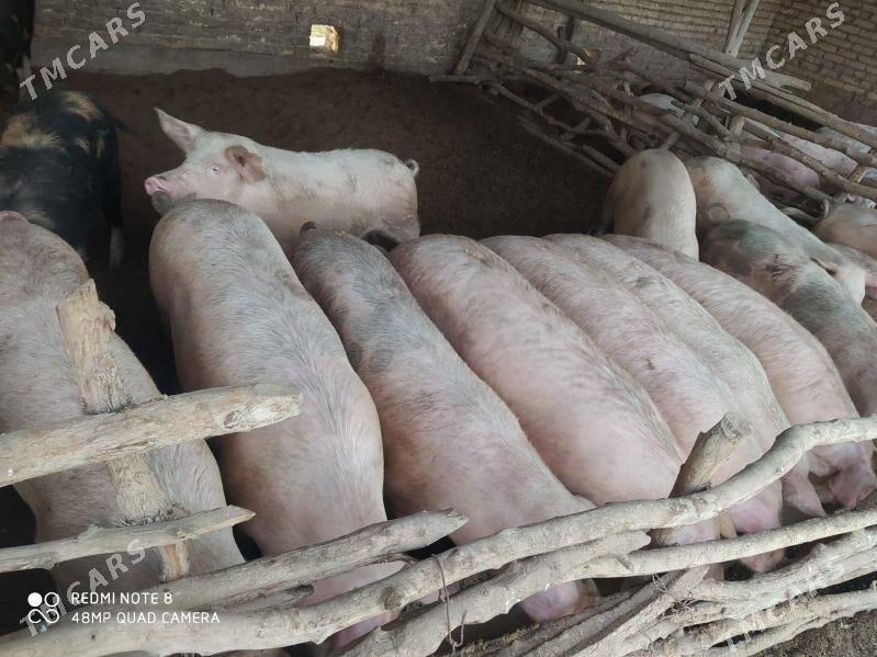 Donuz - Hojambaz - img 3