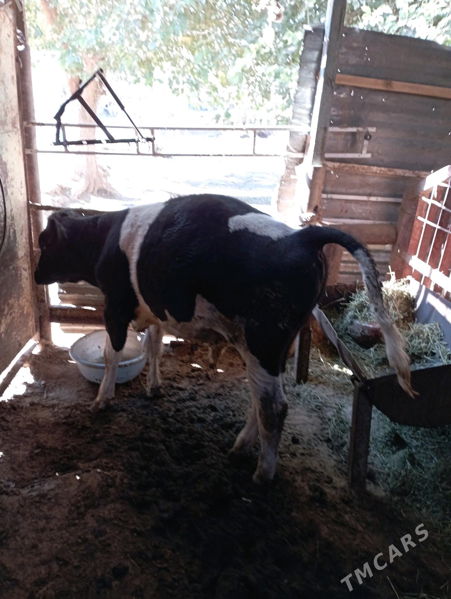 Ökiz - Aşgabat - img 3