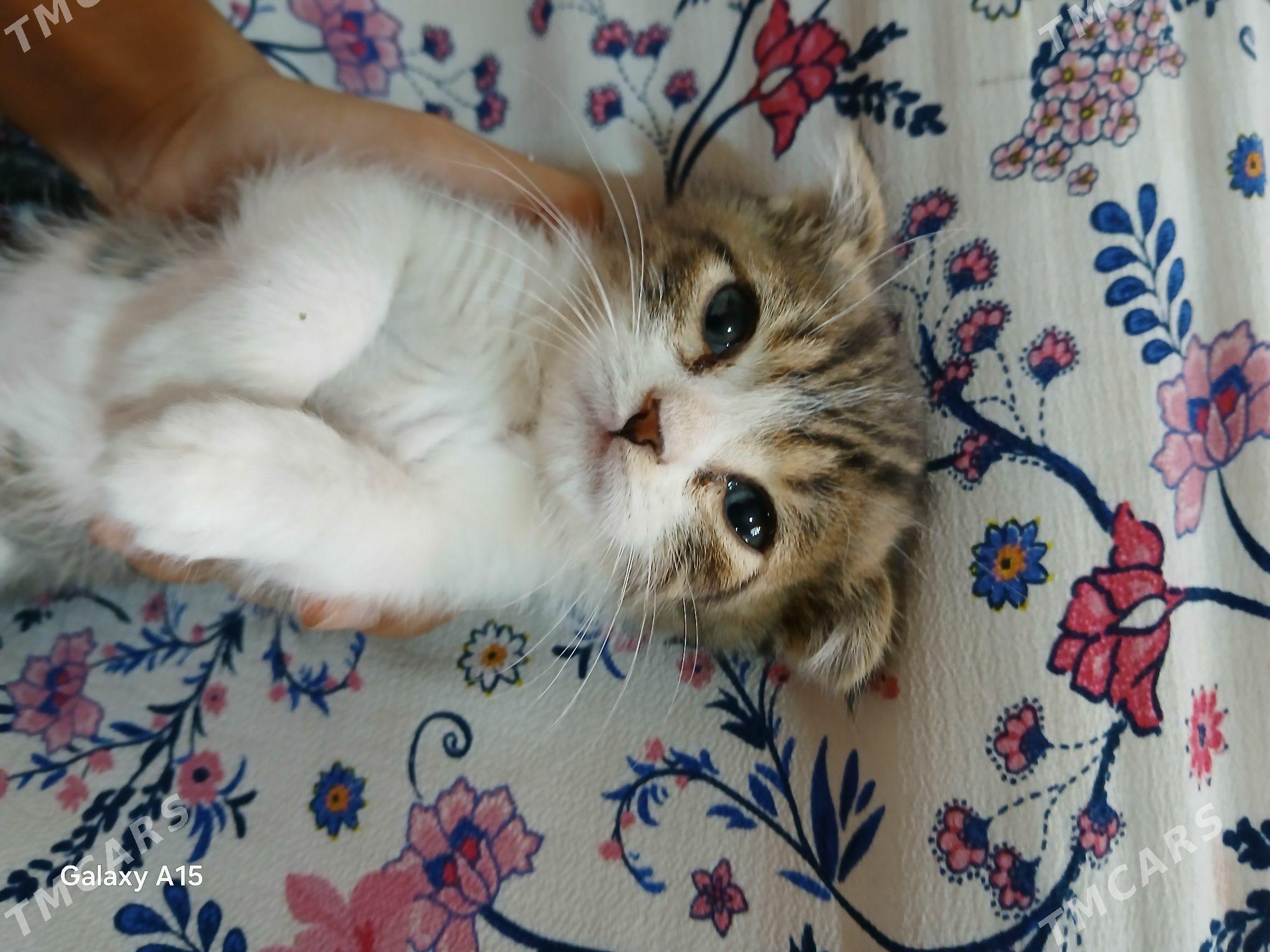 pisik - Sarahs - img 1