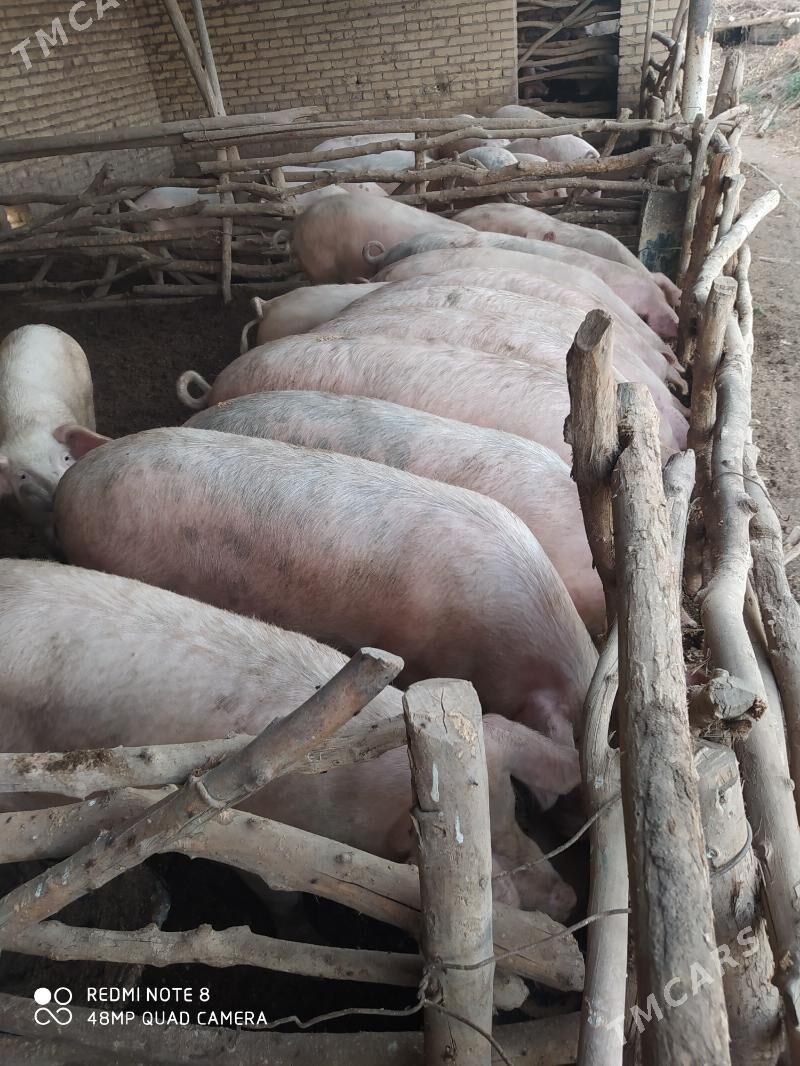 Donuz - Hojambaz - img 2