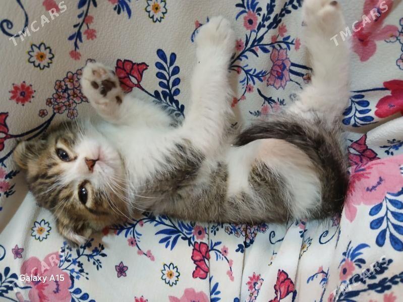 pisik - Sarahs - img 2