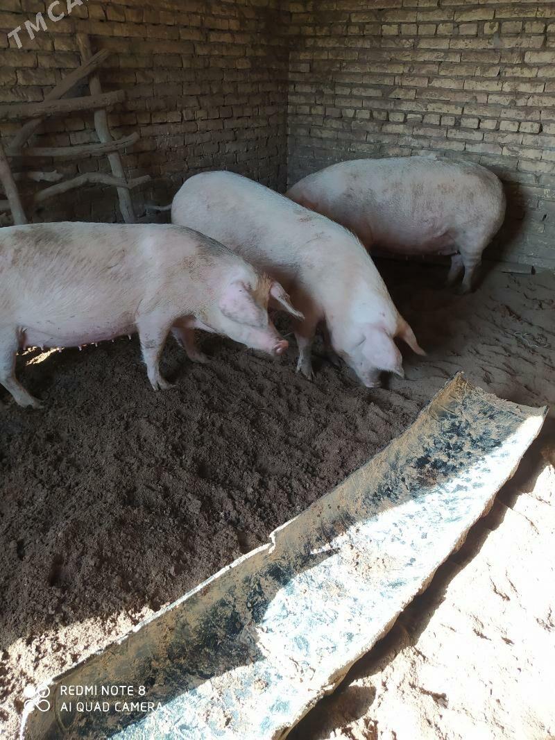 Donuz - Hojambaz - img 8