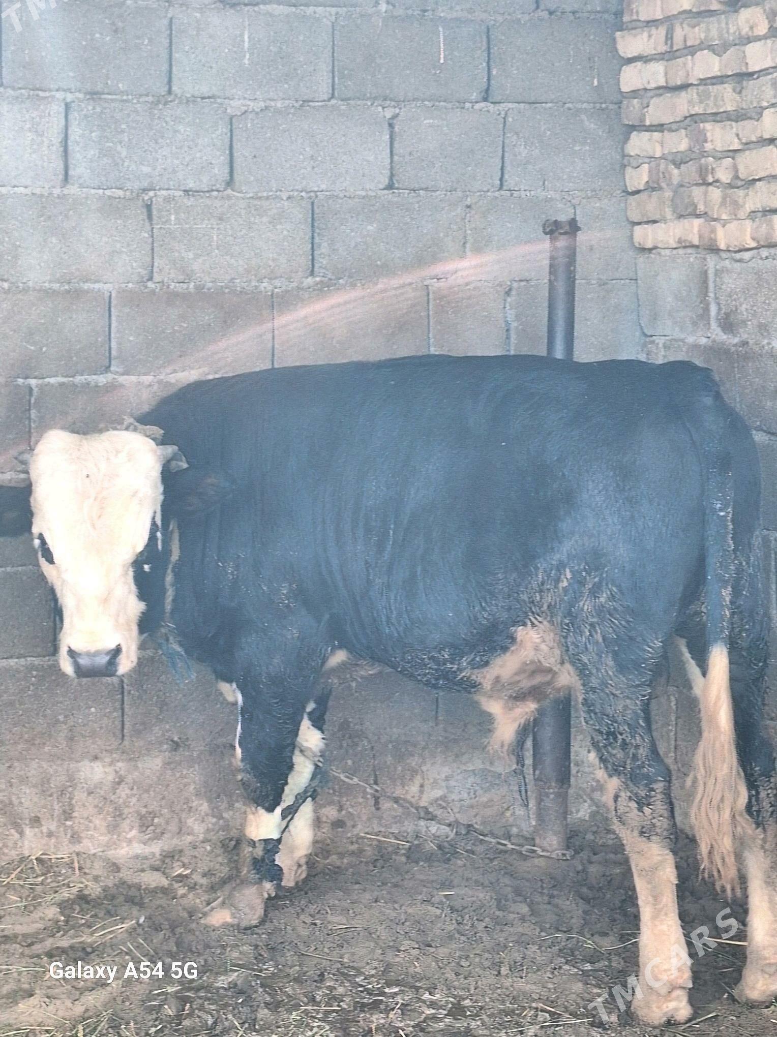 okuz - Гёкдепе - img 6