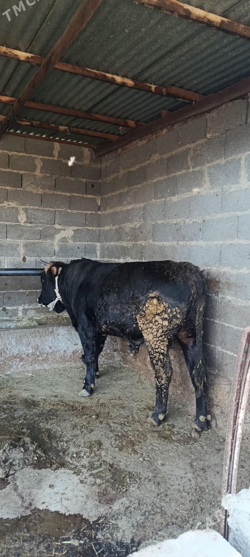 okuz 6 sani - Bäherden - img 3