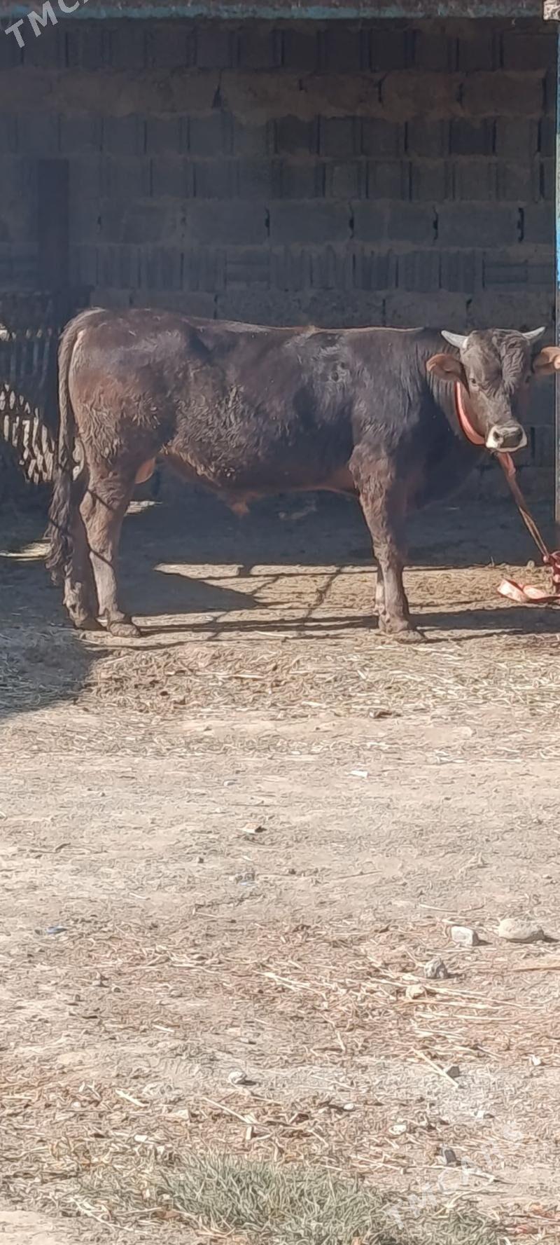 okuz 6 sani - Bäherden - img 5