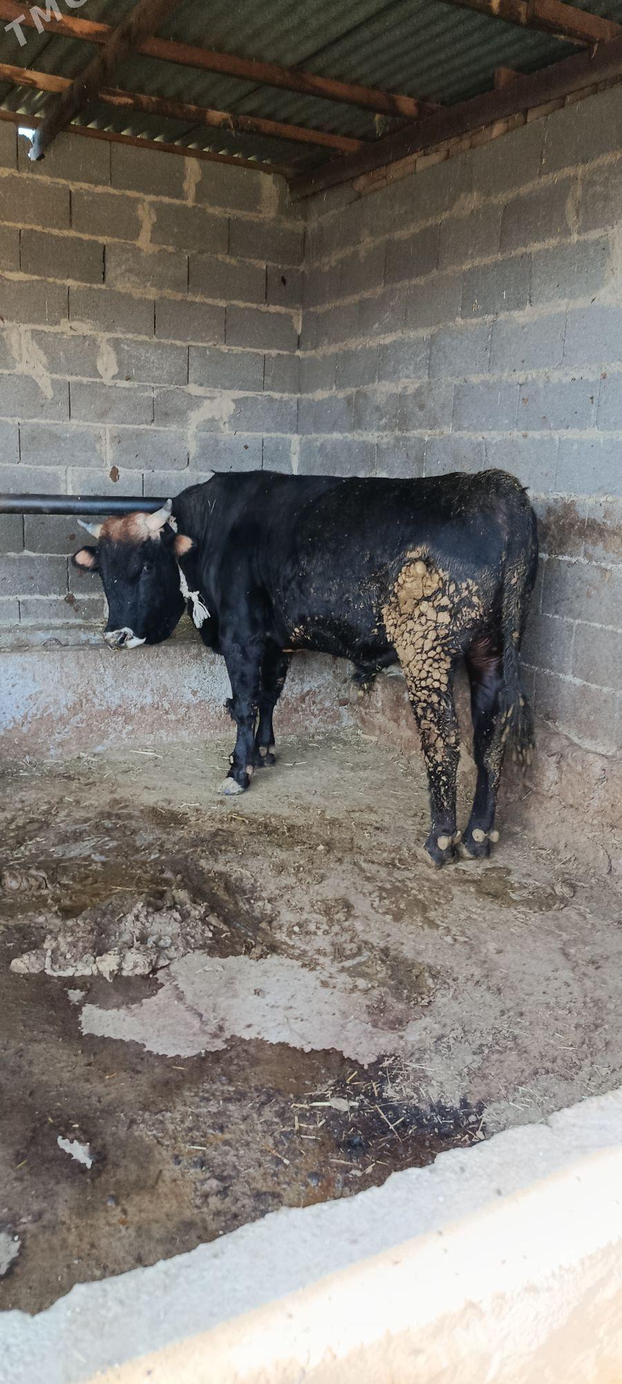 okuz 6 sani - Bäherden - img 6