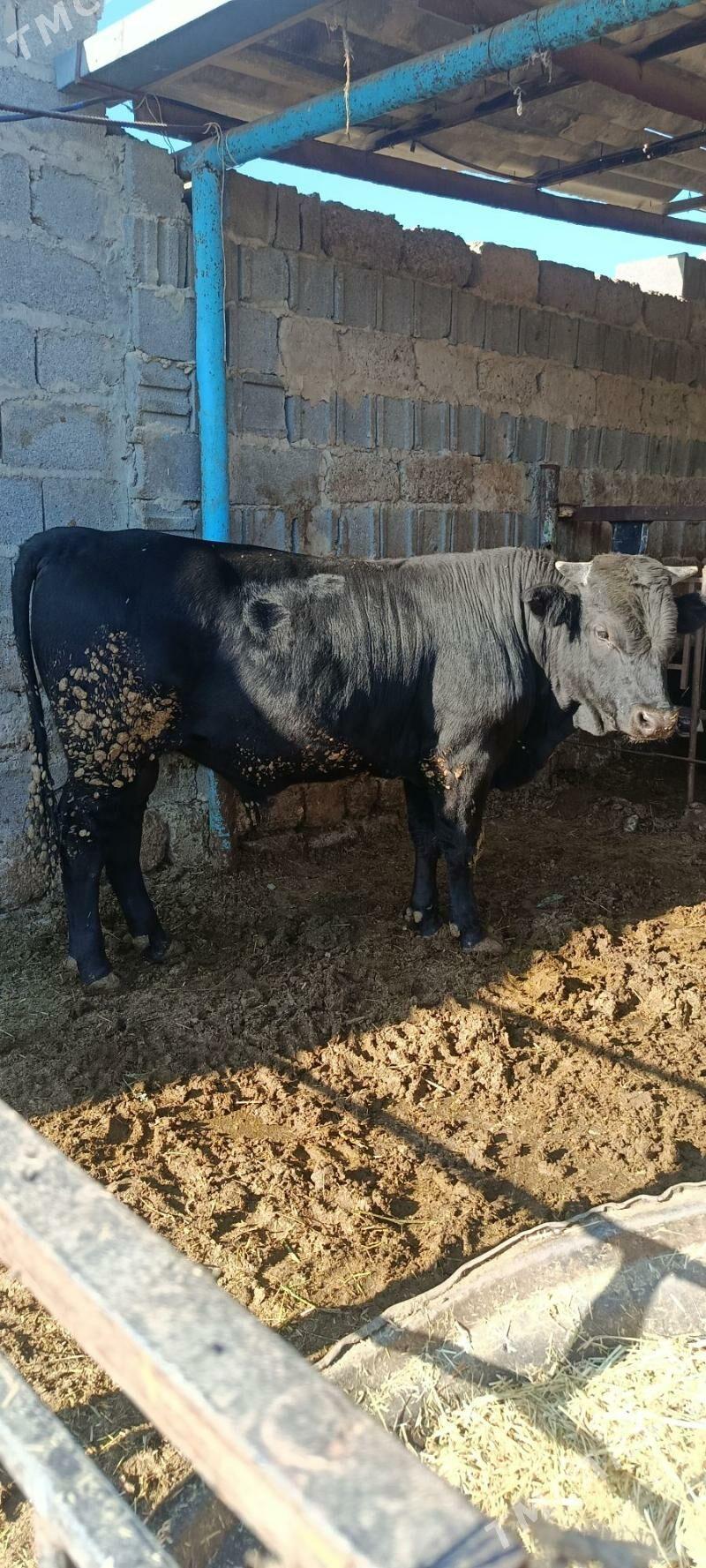 okuz 6 sani - Bäherden - img 2