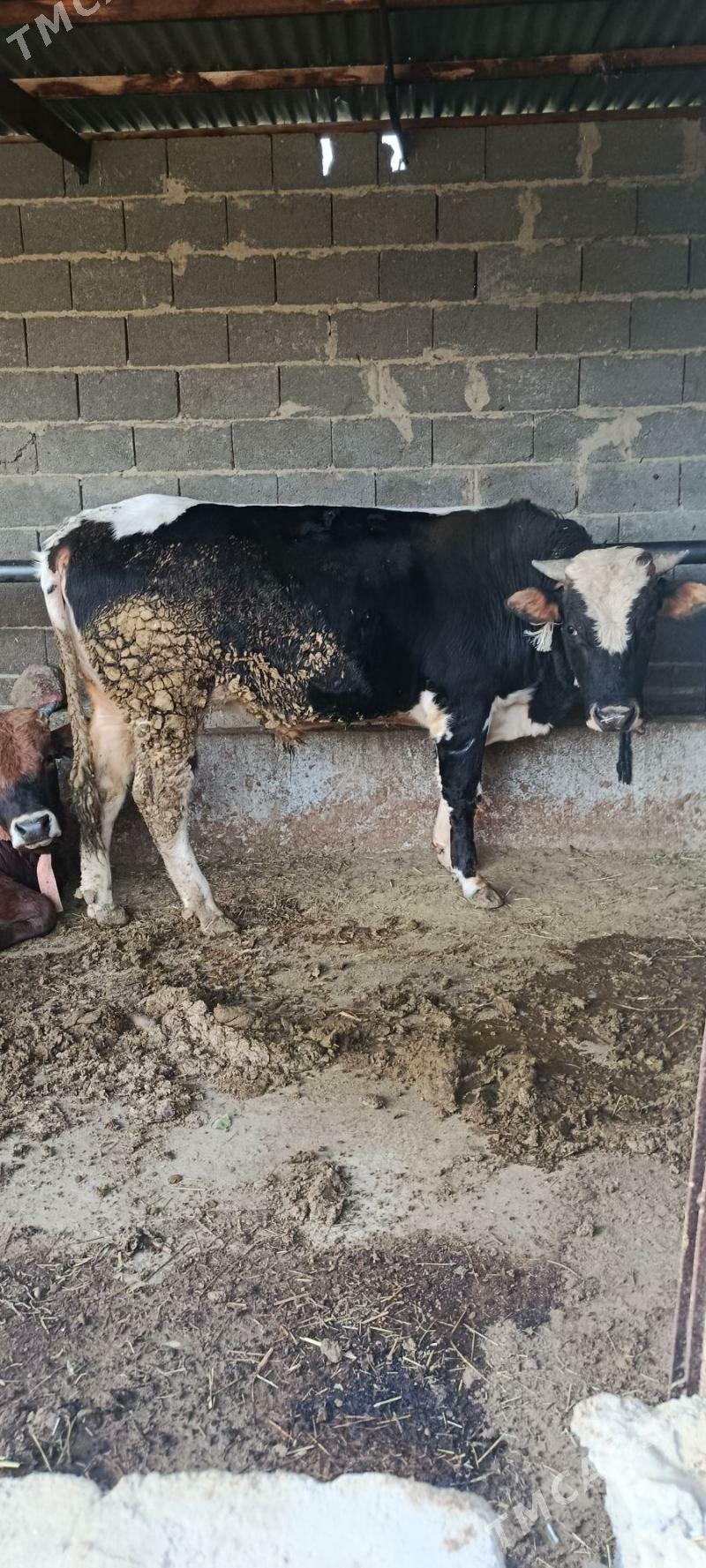 okuz 6 sani - Bäherden - img 7