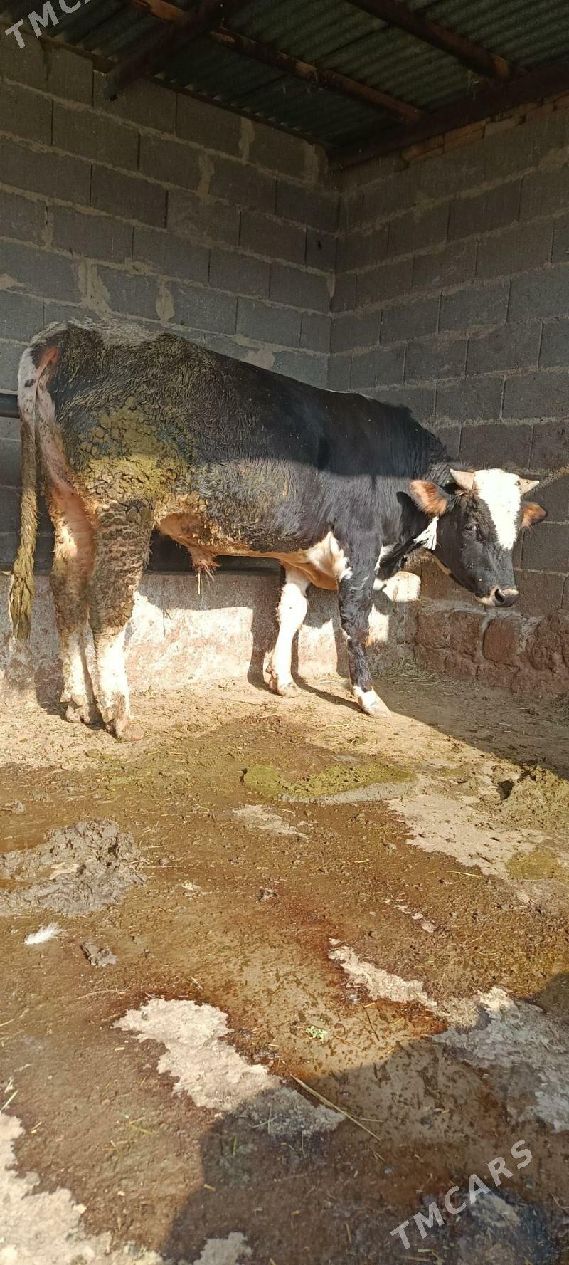 okuz 6 sani - Bäherden - img 9