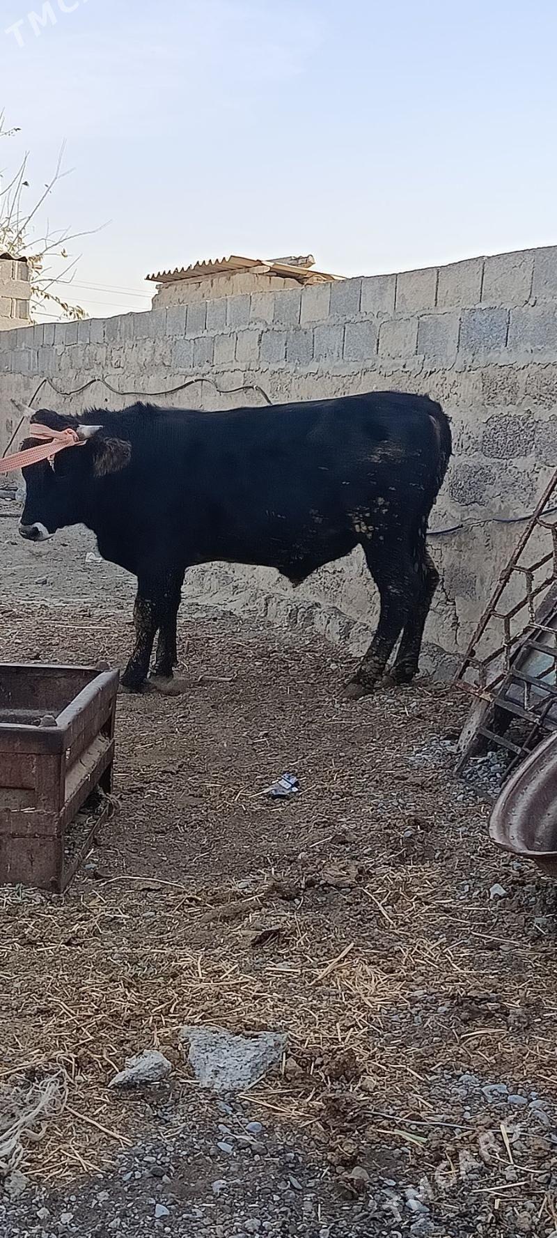 okuz 6 sani - Bäherden - img 4